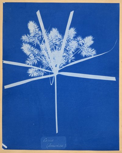 Carix (America) by Anna Atkins